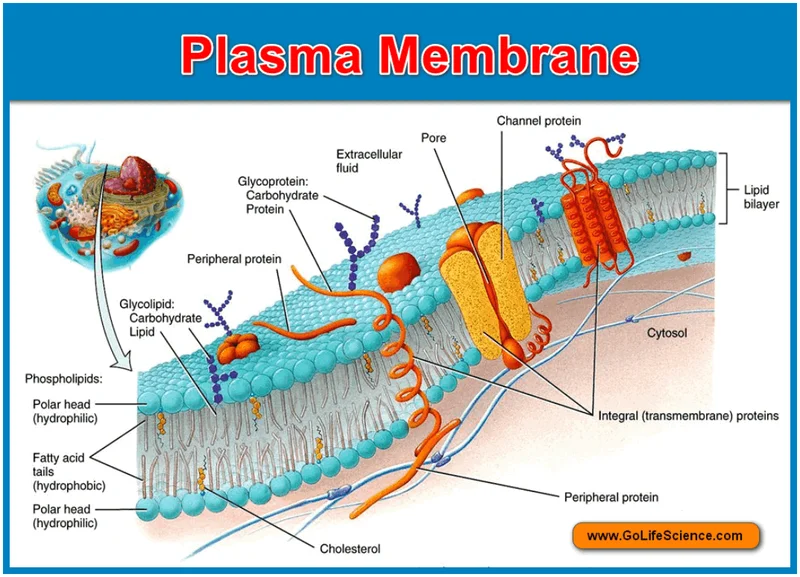 Plasma's $10B Launch: What Its Tokenomics and FDV Actually Mean